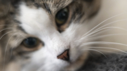 Pet Food Brand Recalled For Bird Flu Contamination After House Cat Dies