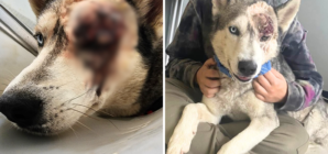 Shelter Husky Who Almost Lost Life to Horrific Wound Finds Forever Home