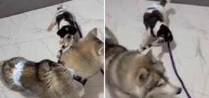 Shih Tzu Showing Husky Who Is Boss Wins Pet of the Week