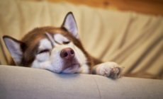 Hearts Melt Over Rescue Husky in ‘Turkey Coma’ After Finding Forever Home