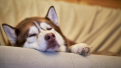 Hearts Melt Over Rescue Husky in ‘Turkey Coma’ After Finding Forever Home