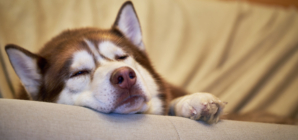 Hearts Melt Over Rescue Husky in ‘Turkey Coma’ After Finding Forever Home