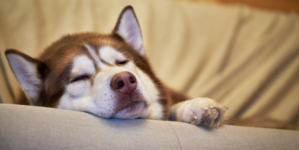 Hearts Melt Over Rescue Husky in ‘Turkey Coma’ After Finding Forever Home