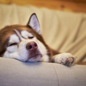 Hearts Melt Over Rescue Husky in ‘Turkey Coma’ After Finding Forever Home