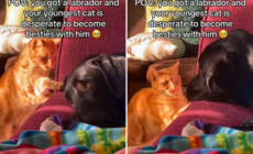 Hearts Melt at Cat ‘Desperate’ to Become Best Friends With Dog