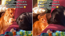 Hearts Melt at Cat ‘Desperate’ to Become Best Friends With Dog