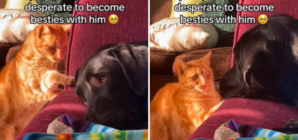 Hearts Melt at Cat ‘Desperate’ to Become Best Friends With Dog