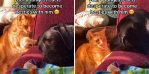 Hearts Melt at Cat ‘Desperate’ to Become Best Friends With Dog