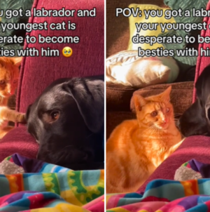 Hearts Melt at Cat ‘Desperate’ to Become Best Friends With Dog