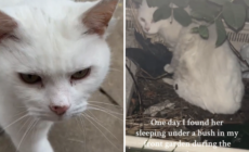 Woman Starts Feeding Neighborhood’s Stray Cat and Something Amazing Happens