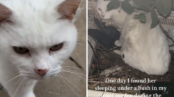 Woman Starts Feeding Neighborhood’s Stray Cat and Something Amazing Happens