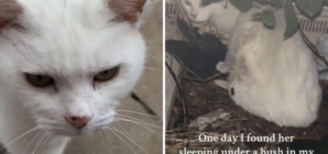 Woman Starts Feeding Neighborhood’s Stray Cat and Something Amazing Happens