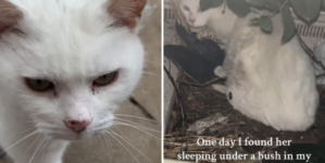 Woman Starts Feeding Neighborhood’s Stray Cat and Something Amazing Happens