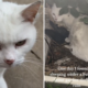 Woman Starts Feeding Neighborhood’s Stray Cat and Something Amazing Happens