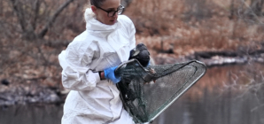 Oil Spill in Boston River Threatens Wildlife