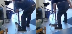 Man Ties Up Cat in Shelter’s Lobby Then Leaves, and It’s All Caught on CCTV