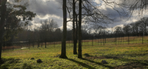 Cemetery for People Enslaved by Andrew Jackson Found on His Plantation