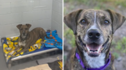 Face of Shelter Dog Spending His Fourth Christmas Alone Breaks Hearts