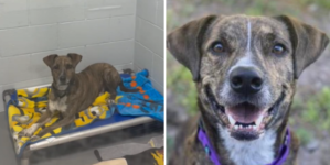 Face of Shelter Dog Spending His Fourth Christmas Alone Breaks Hearts