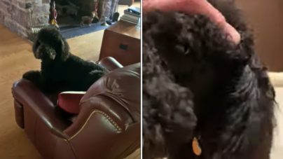 Dog Who Leads Owner to Elevator for Massages Wins Pet of the Week