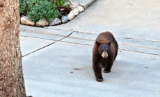 Bear Shot After Attacking Man on Residential Street