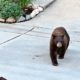 Bear Shot After Attacking Man on Residential Street