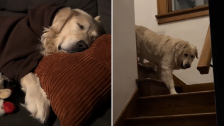 Heartbreaking Reason Owners Slept Downstairs With Rescue Dog For 2 Months
