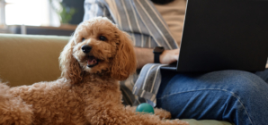 Hysterics at Man and Dog Both Too Stubborn To Give Up Seat