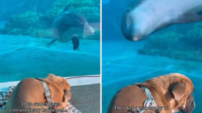 Special Needs Dog at Aquarium Loses Balance—Dolphins Act Immediately