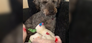 Hearts Break As Dog Going Through ‘Phantom Pregnancy’ Mothers Toys Instead