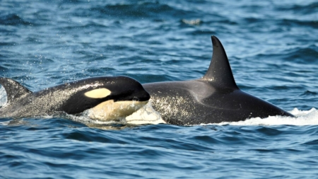 ‘Devastating’: Mother Orca Tahlequah Is Carrying Her Dead Calf Again