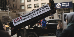 Frozen Manure Stunt: PETA Activists Arrested Outside ASPCA Manhattan Office