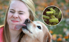 Life-Threatening Infections Spread By Dogs, Pet Owners Warned