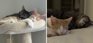 Owner Adopts Rescue Cat for His Feline, Hearts Melt Over What Happens Next