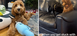 Dog’s Reaction To Being Stuck With ‘Weird Cousin’ Has Internet in Stitches