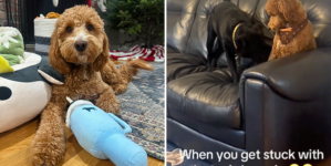 Dog’s Reaction To Being Stuck With ‘Weird Cousin’ Has Internet in Stitches