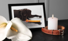 Tears at Grieving Dog’s Shrine To Best Friend: ‘Gut Wrenching’