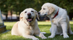 Senior Golden Retriever Gets Puppy After Losing Sibling—Viewers Can’t Cope