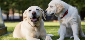 Senior Golden Retriever Gets Puppy After Losing Sibling—Viewers Can’t Cope