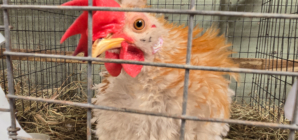 Wyoming Confirms First Human Bird Flu Case as Woman Hospitalized