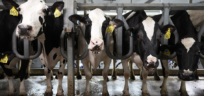 Can You Get Bird Flu From Drinking Milk? What to Know as Cows Are Infected