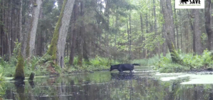 Video Captures Rare Black Wolves in Poland