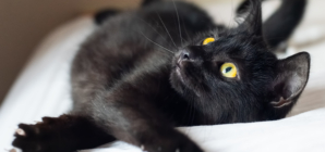 Hearts Melt As Cat Insists on Waking Up at 6 a.m. With Owner