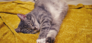 Cat Who Lived Outside Her Whole Life Discovers a Bed for the First Time