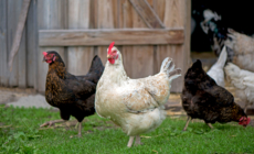 Chickens Take On Role of ‘Farm Cats’ To Sort Pests in Viral Clip