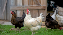 Chickens Take On Role of ‘Farm Cats’ To Sort Pests in Viral Clip