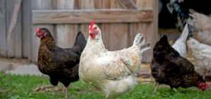 Chickens Take On Role of ‘Farm Cats’ To Sort Pests in Viral Clip