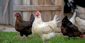 Chickens Take On Role of ‘Farm Cats’ To Sort Pests in Viral Clip