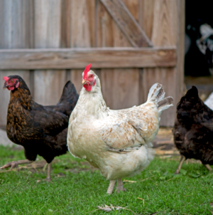 Chickens Take On Role of ‘Farm Cats’ To Sort Pests in Viral Clip