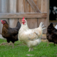 Chickens Take On Role of ‘Farm Cats’ To Sort Pests in Viral Clip